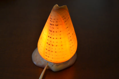 Spotted Orange Cone Sea Shell Table Lamp